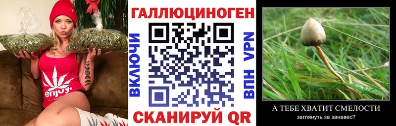 Купить закладки Каменка Псилоцибиновые грибы GOLDEN TEACHER